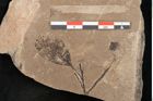 Foto (Detailansicht) von Cinnamomum polymorphum Braun (NHMW-GEO-2024-0188-11401)